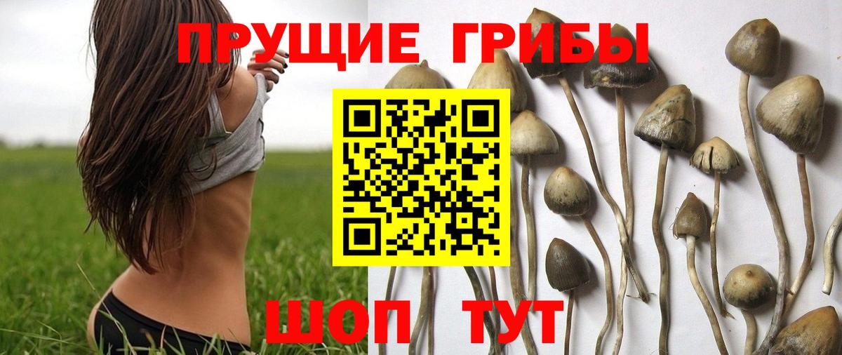 Псилоцибиновые грибы Psilocybine cubensis Коркино